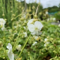Geranium macrorrhizum 'White-Ness'